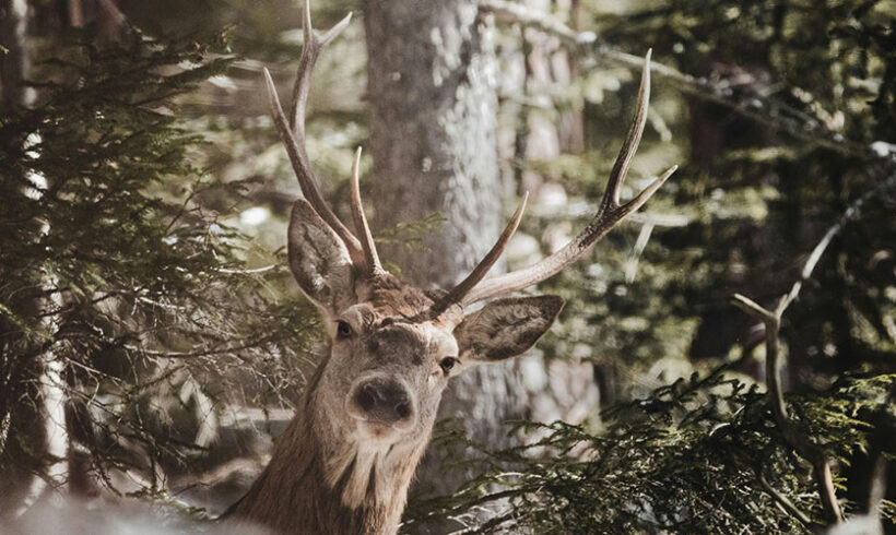 Natura 2000: le décret du 16 août 2011 modifie l&rsquo;évaluation des incidences