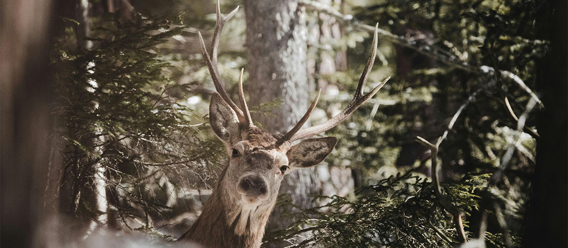 cerf foret natura 2000