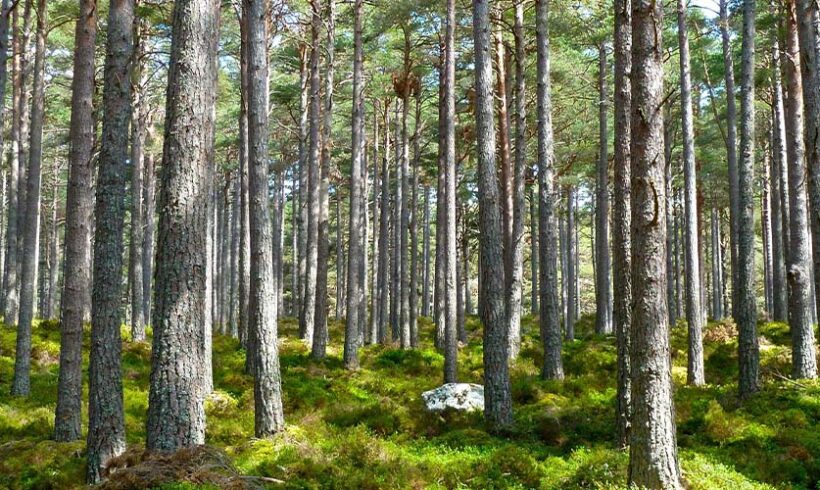 Une première : une sanction modulée de la charte de l&rsquo;environnement par le conseil constitutionnel !