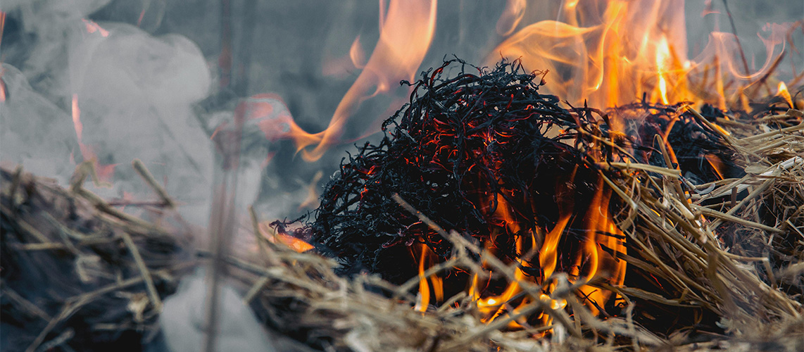 feu paille