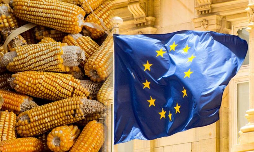 OGM : vers une transposition de la directive 2001/18/CE par voie d&rsquo;ordonnance !