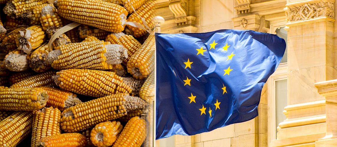 union européenne mais ogm
