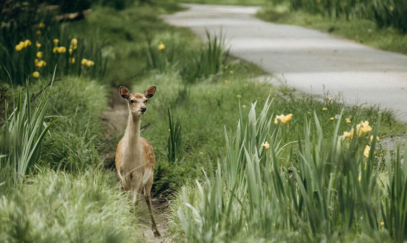 Trame verte et bleue/ SRCE : de l’action des collectivités en matière de continuité écologique Trame verte et bleue/ SRCE : de l’action des collectivités en matière de continuité écologique