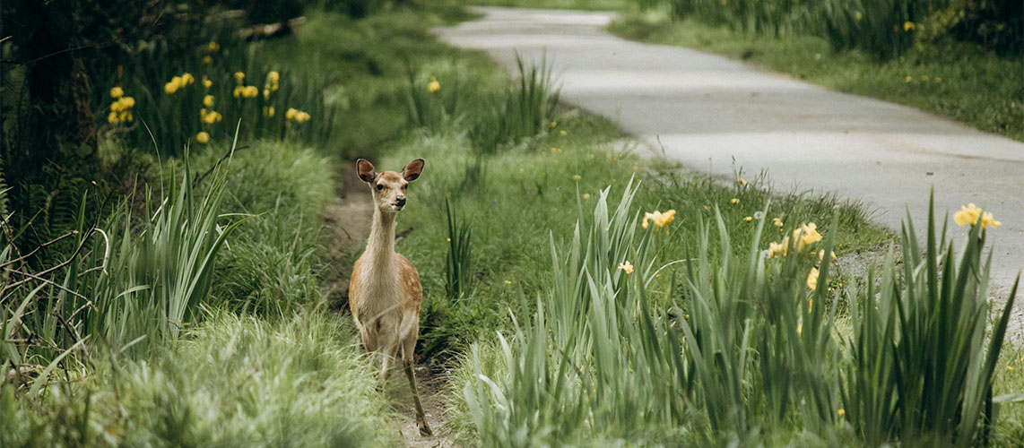 trame verte biche chemin