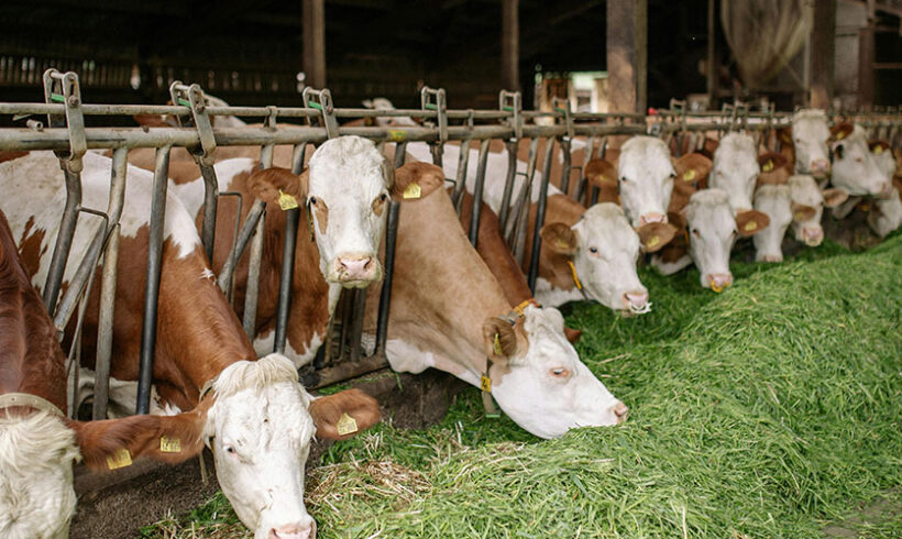 Elevage/distance d&rsquo;éloignement : sur l&rsquo;étendue du pouvoir de dérogation du Préfet