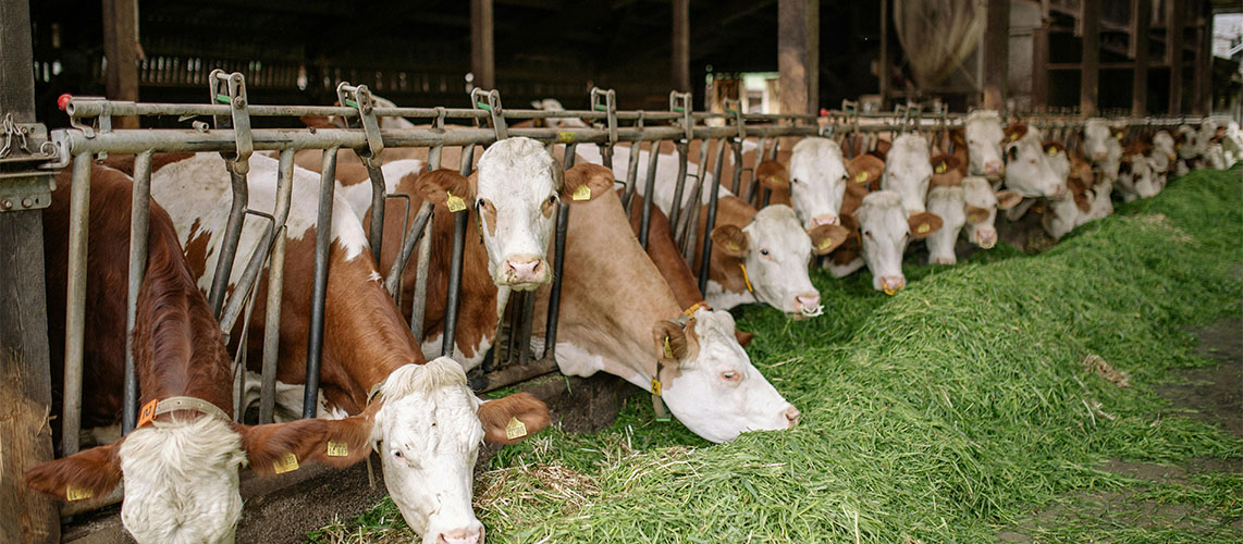 vaches élevage nourriture