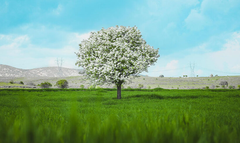 Polices de l’environnement: le temps de l&rsquo;harmonisation et de la simplification