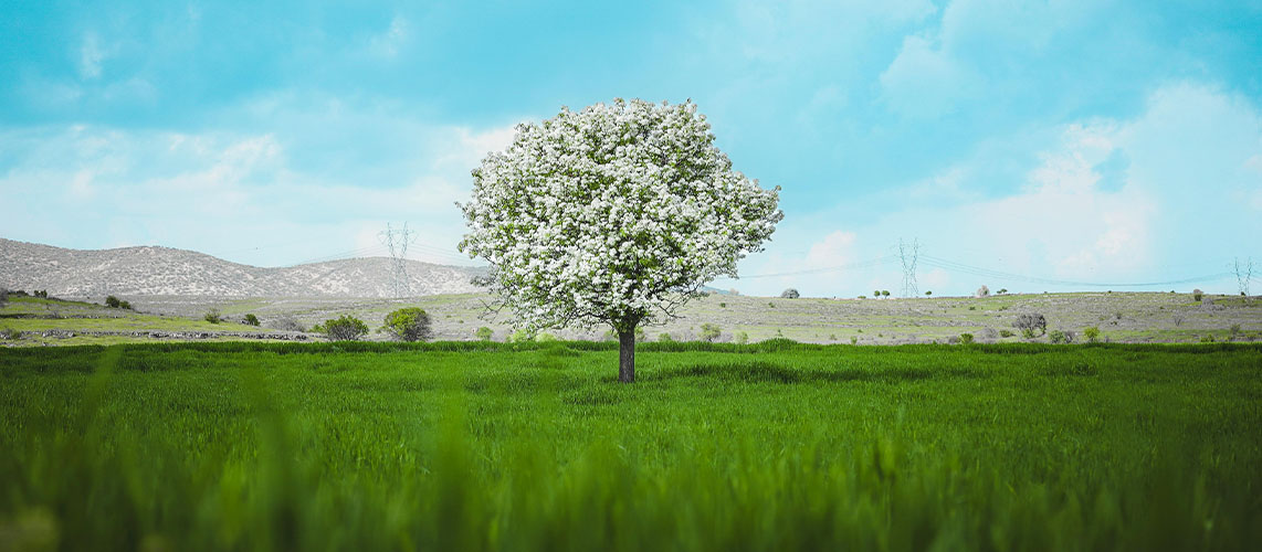 arbre seul prairie