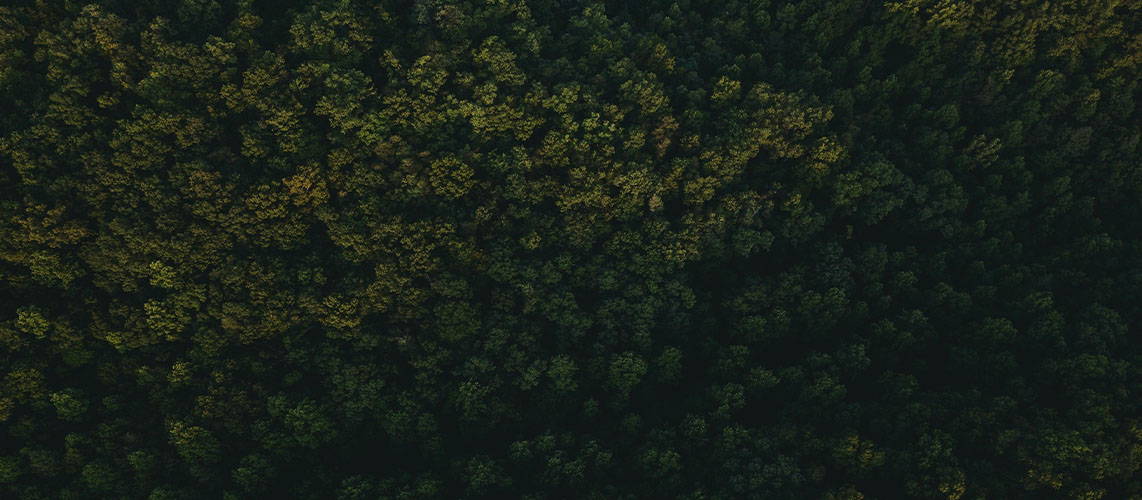 arbres vue aériennes foret