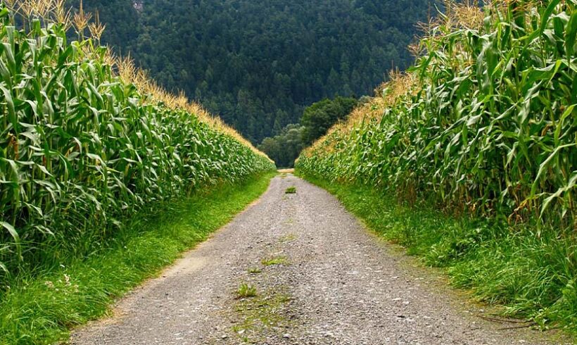 Occupation d&rsquo;un chemin rural : le refus de permission de voirie du Maire relève du juge judiciaire