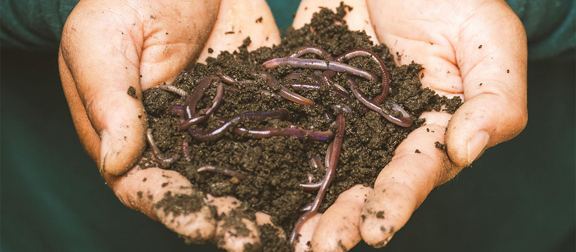compost ver de terre