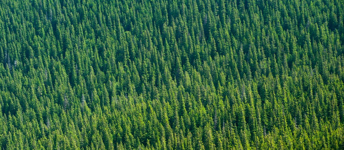 forêt vue aérienne sapins