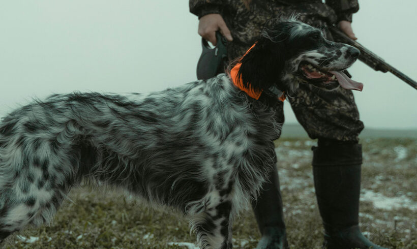 ACCA : seule une constante opposition éthique à la chasse est opérante selon la CEDH