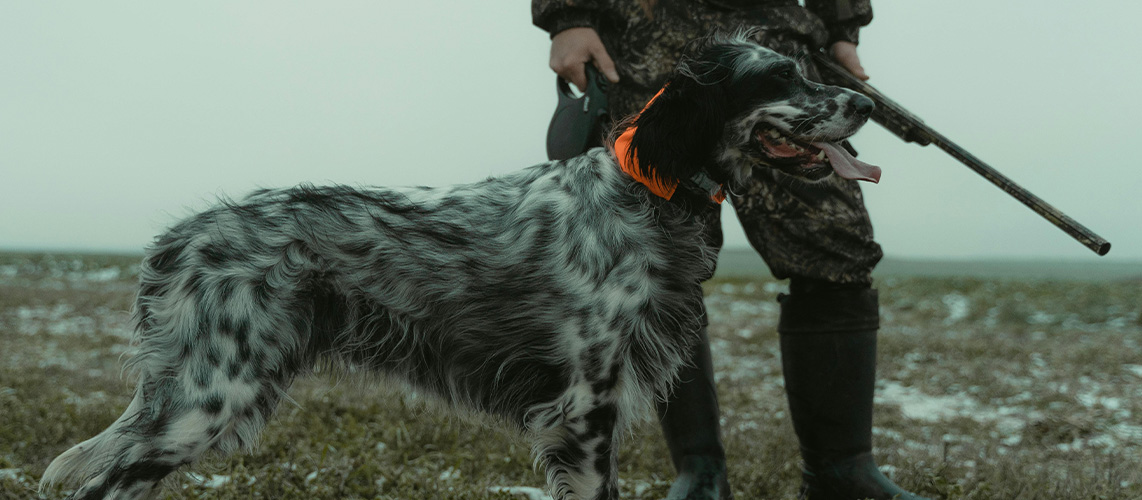 chien de chasse chasseur champ
