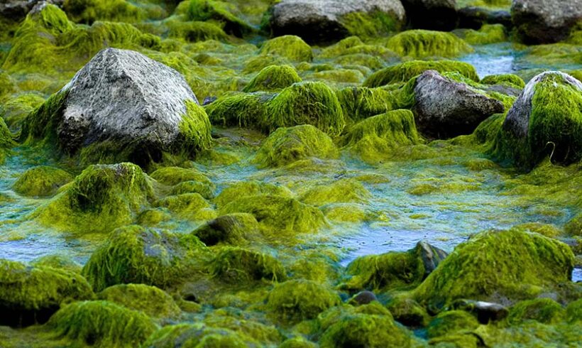 Algues vertes : annulation partielle des 4e programmes d’action départementaux