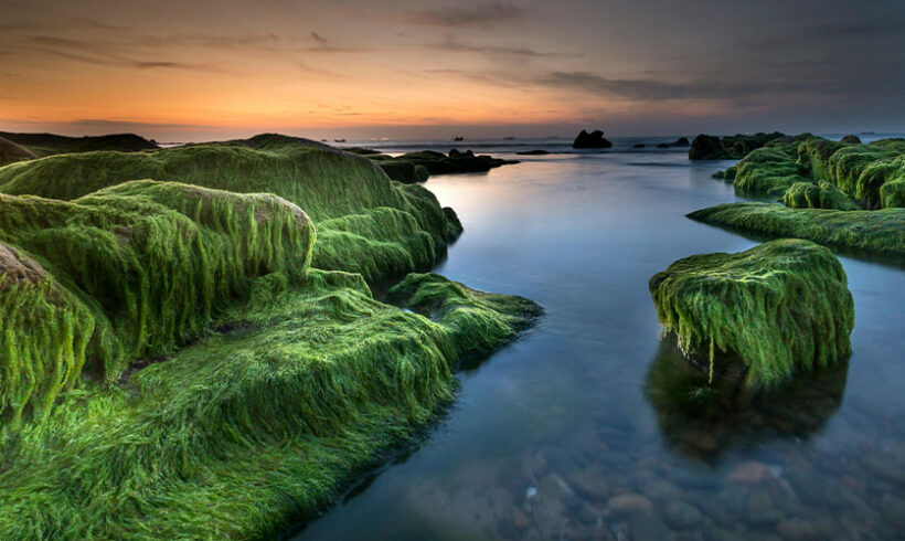L’Etat encore condamné à indemniser le ramassage communal des algues vertes !