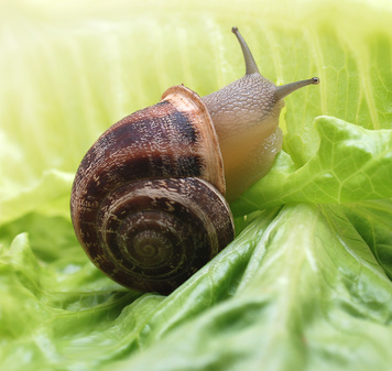 snail