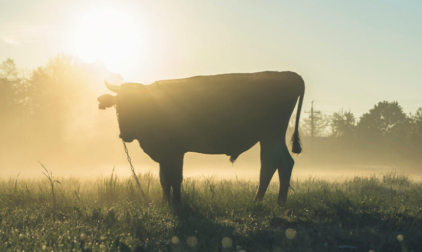 Elevage, distances d&rsquo;éloignement : des précisions sur les possibilités de dérogation par arrêté préfectoral