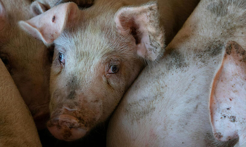 Elevage de porcs : les textes modifiant la nomenclature sont soumis à consultation jusqu&rsquo;au 15 novembre