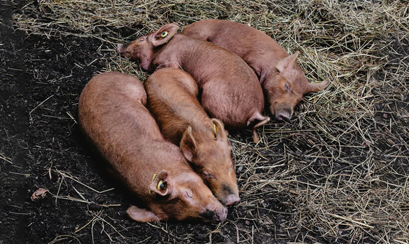 ICPE : les élevages de porcs soumis au régime de l&rsquo;enregistrement, une nouvelle rubrique pour le traitement de déchets de PCB