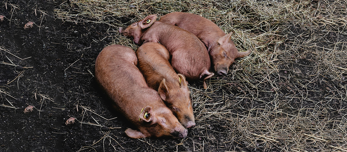 porcs endormis