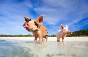 Swimming pigs of Exuma