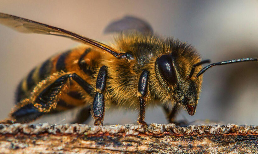Maya l’Abeille au Conseil d’Etat (CE 11 juin 2014, n°361848) Maya l’Abeille au Conseil d’Etat (CE 11 juin 2014, n°361848)