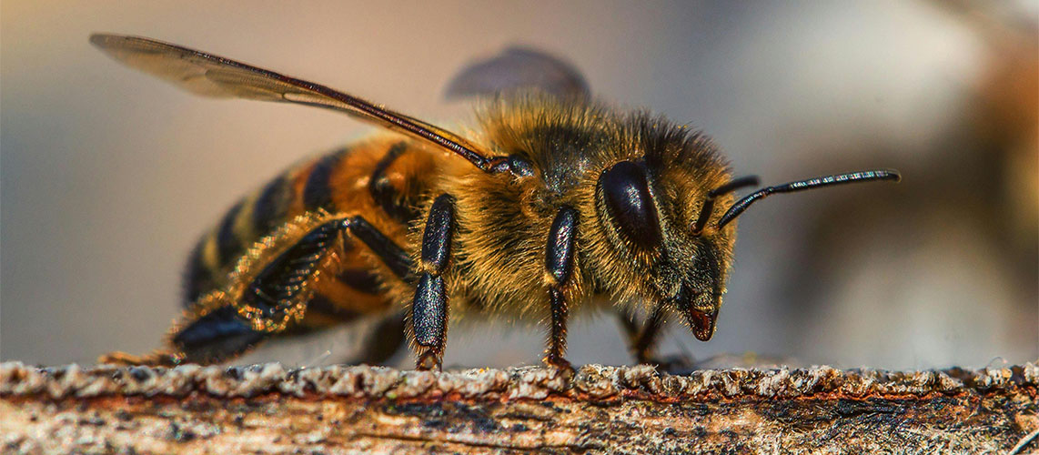 abeille gros plan
