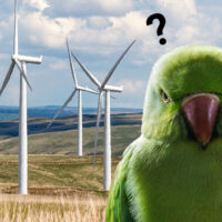 Les éoliennes et la L.P.O. : le contentieux sans le discernement ?