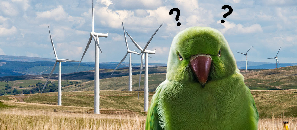 éolienne oiseau