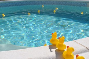 canard piscine baignade