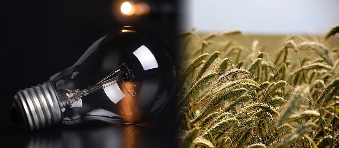 ampoule champ de blé