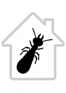 Les termites et le batiment (dtour)