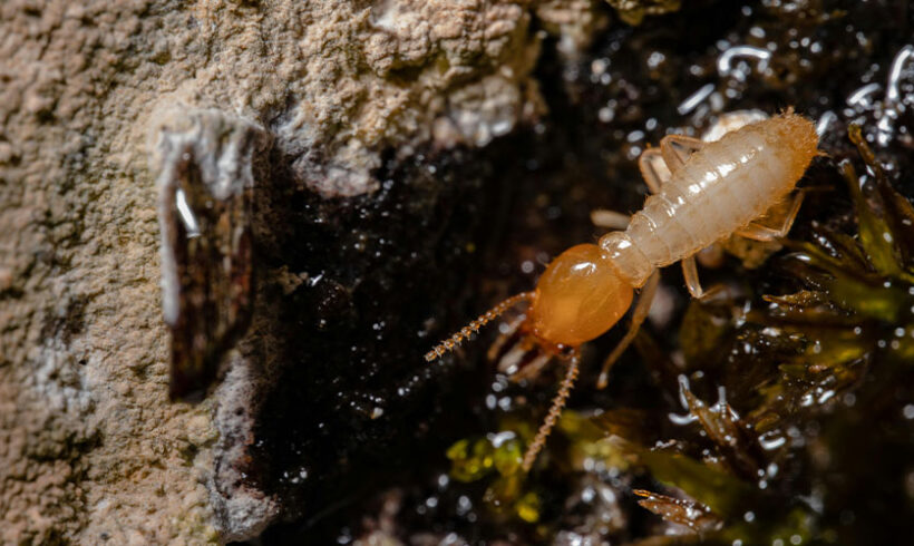 Diagnostic immobilier en matière de termite : le préjudice matériel et de jouissance est entièrement indemnisable (Cour de cassation, 8 juill.2015)