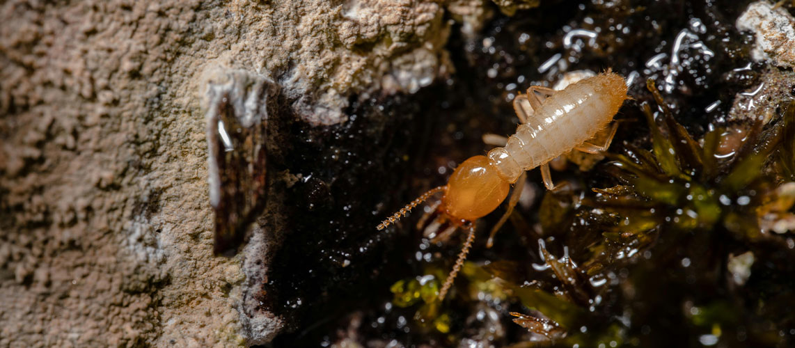 termite