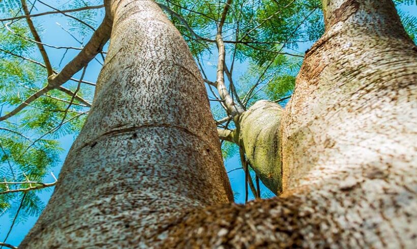 Arbres qui dépassent des propriétés : le trouble anormal de voisinage peut être reconnu mais la demande d’arrachage refusée au nom de la prescription trentenaire (CA Aix en Pce, 18 juin 2015)
