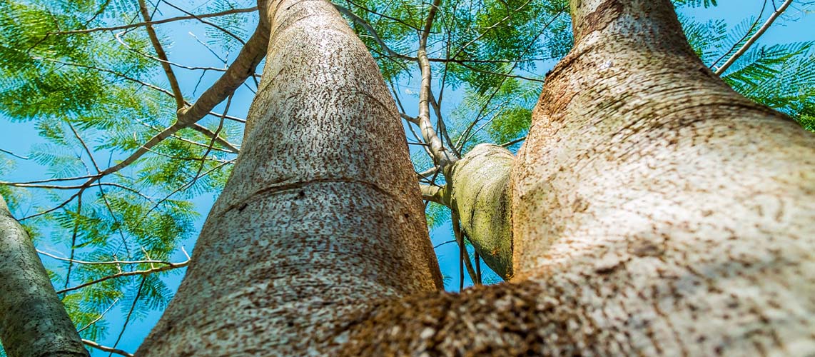 arbre ciel bleu