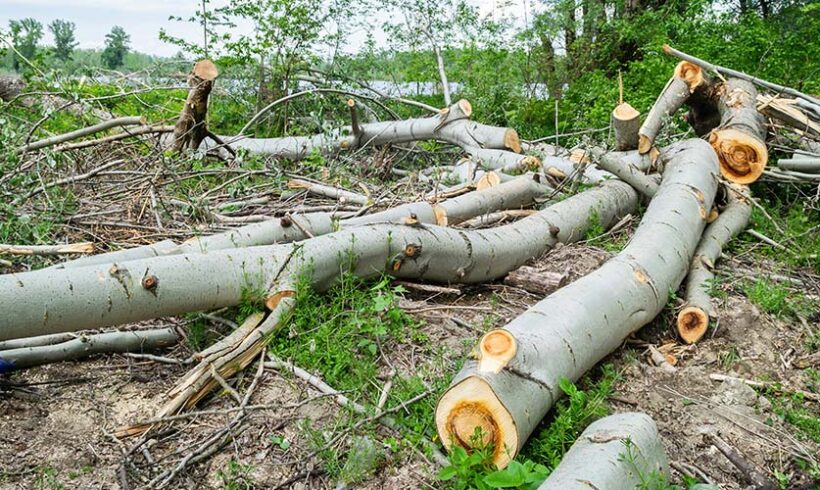 Autorisation de défrichement des bois d’une collectivité territoriale : avis de l’ONF nécessaire Autorisation de défrichement des bois d’une collectivité territoriale : avis de l’ONF nécessaire