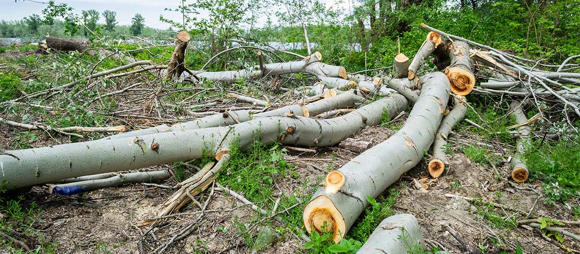 arbres découpés