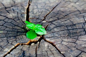 a young green plant growing on a dead tree