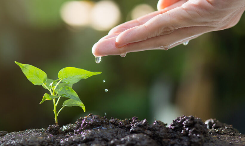 Plantez si vous pouvez !