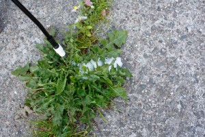 Gardener applying a chemical weedkiller to weeds in the yard to maintain a tidy pristine appearance