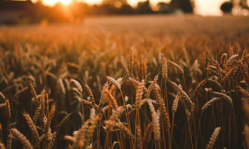 Méthanisation : le seuil d&rsquo;approvisionnement en cultures alimentaires est fixé (décret du 7 juillet 2016)
