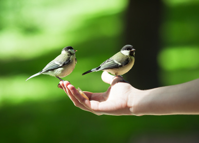 Person feeding little titmouses with an apple, can be the concept of trust, care and nature protection