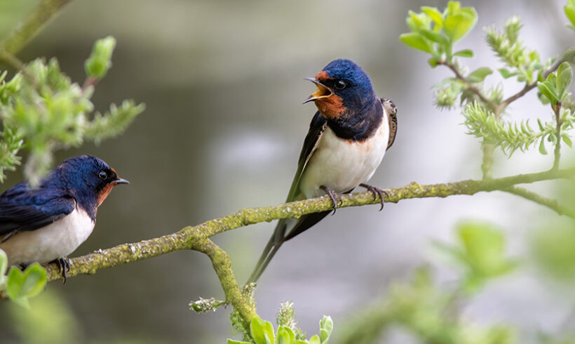 Biodiversité : un projet de décret relatif aux zones prioritaires pour la biodiversité en consultation
