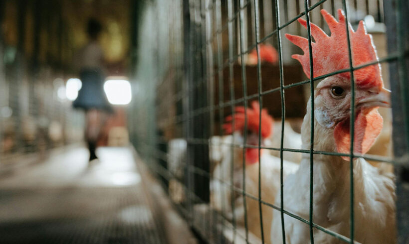 ICPE: Modification des rubriques n°2101 et 2111 : décret n°2016-1661 du 5 décembre 2016 modifiant le code de l’environnement et la nomenclature des ICPE