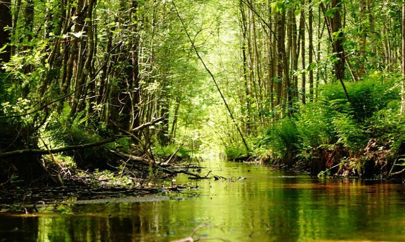 Nouvel acteur dans le paysage environnemental : l’Agence française pour la biodiversité voit le jour