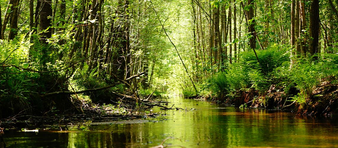 forêt cour d eau
