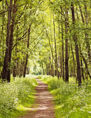 Path in a sunny summer forest