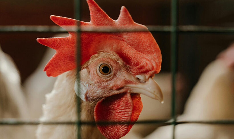 Elevages intensifs : attention à la mise à jour des prescriptions (décision sur les MTD de la Commission européenne du 15 février 2017)